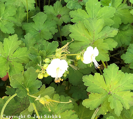 Geranium macrorrhizum 'White Ness', tuoksukurjenpolvi